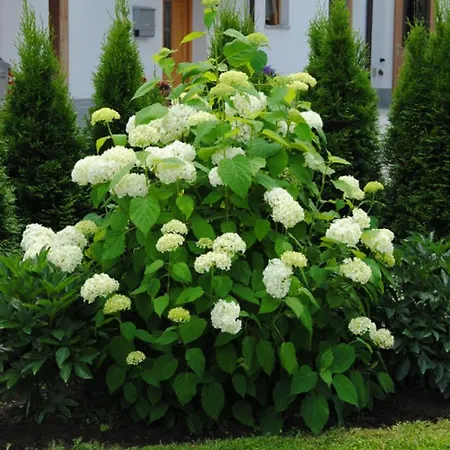 Апартаменты Christian Майрхофен